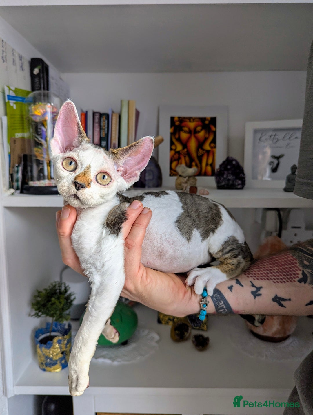 Devon Rex cats for sale: Two cuddlebugs- literally sticker cats available❤️ - Image 4