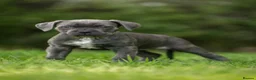Cane Corso dogs for sale: 5 Towns Italian cane corso spring litter  - Advert 32