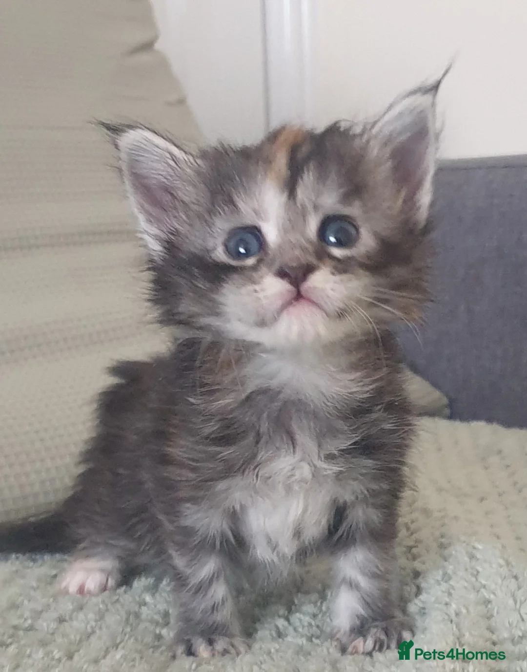 Maine Coon cats for sale: Tica registered Maine Coons  - Advert 29