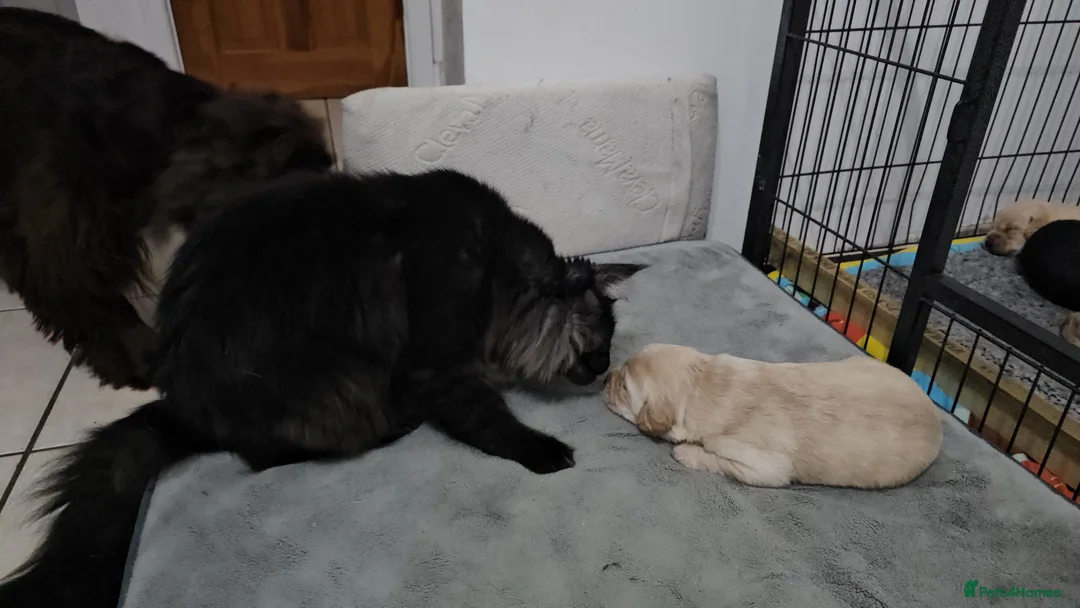 Cockerdor dogs for sale: The most loving Cockerdor/Spanador - Advert 26