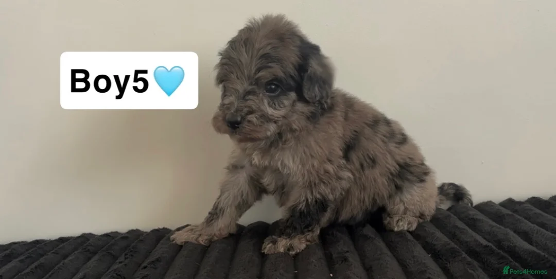 Cockapoo dogs for sale: Cockapoo puppies  - Advert 29