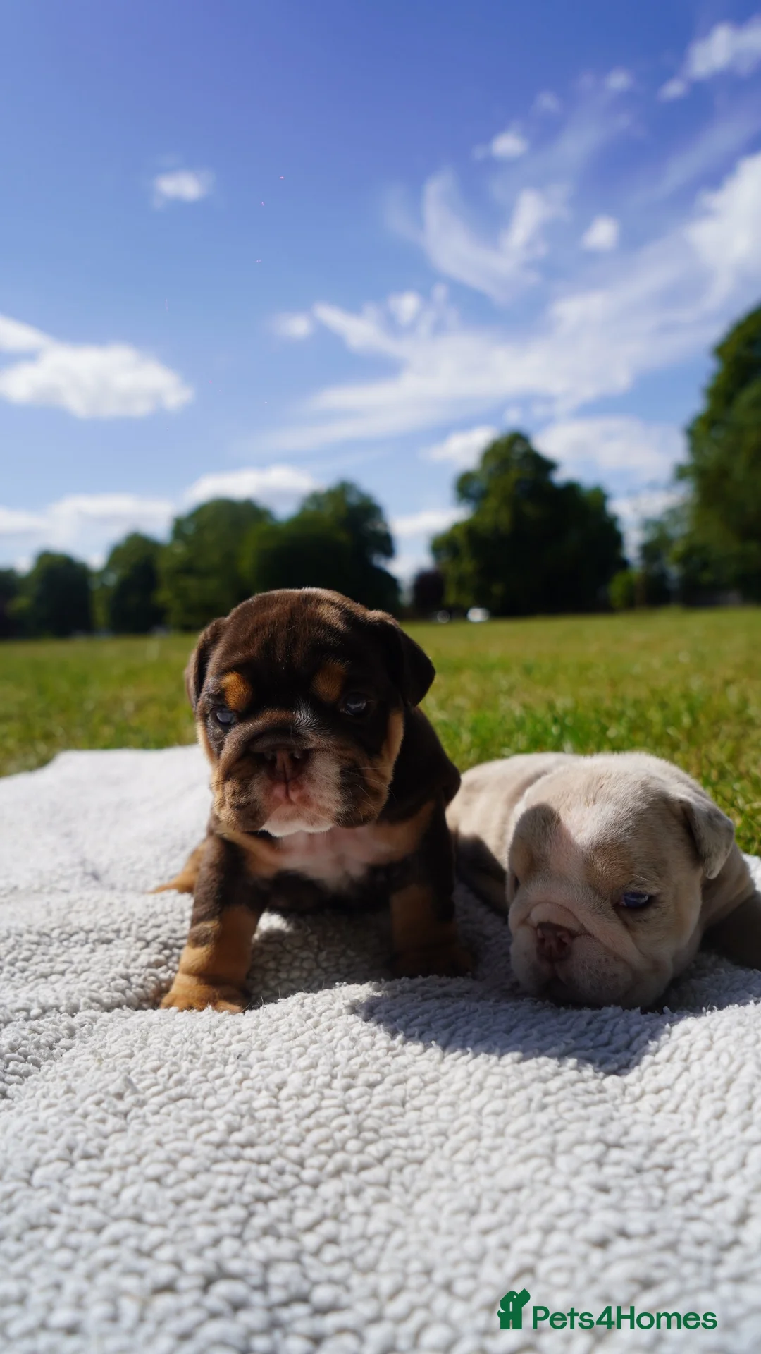 English Bulldog dogs for sale: 🏆 Quality English Bulldog Puppies 🏆 - Advert 2