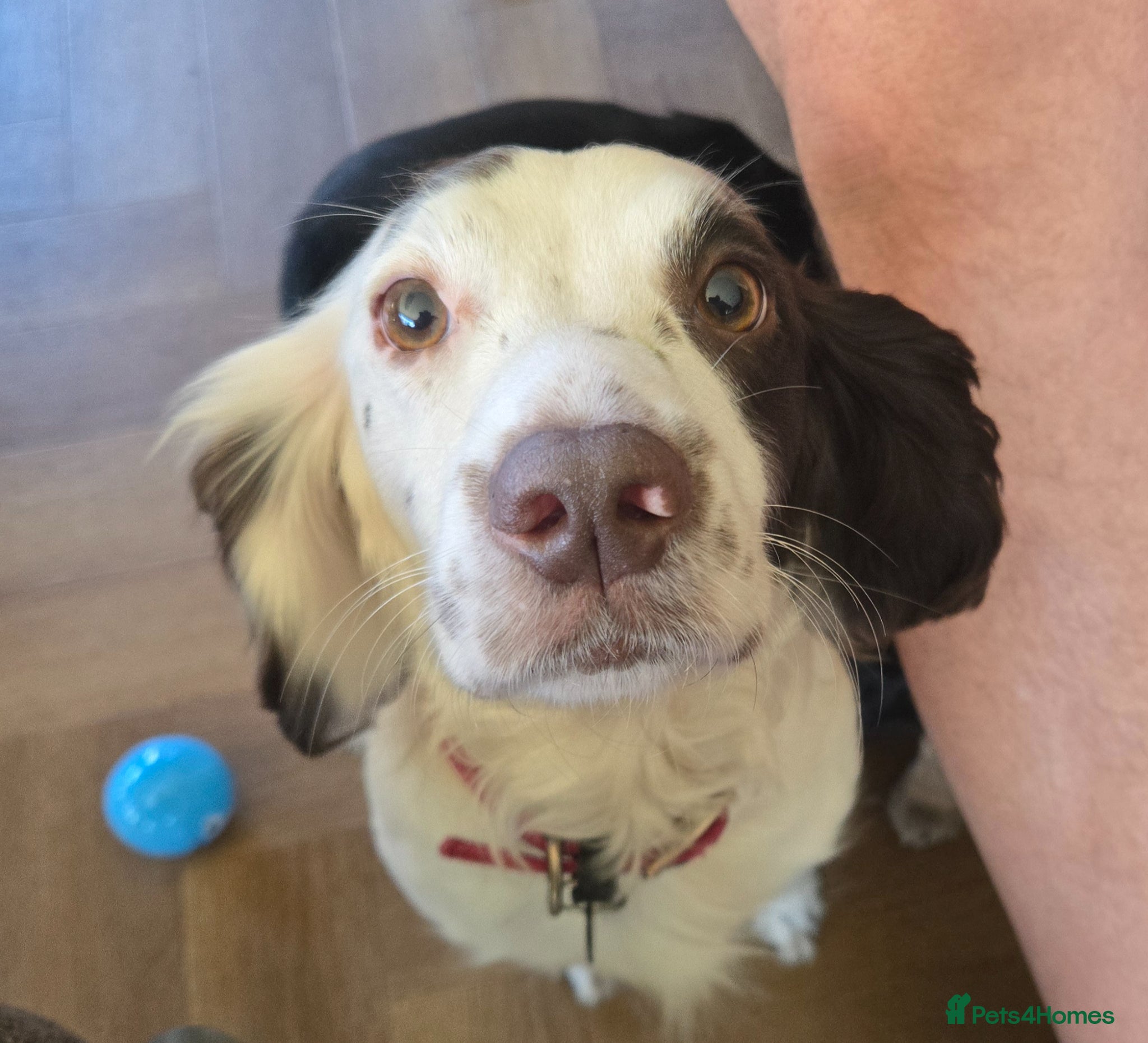 Cocker Spaniel dogs Beautiful KC Reg Cocker Spaniel Pups Family Raised - Advert 2