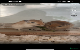Gerbil rodents for sale: 2 male gerbils  - Image 2