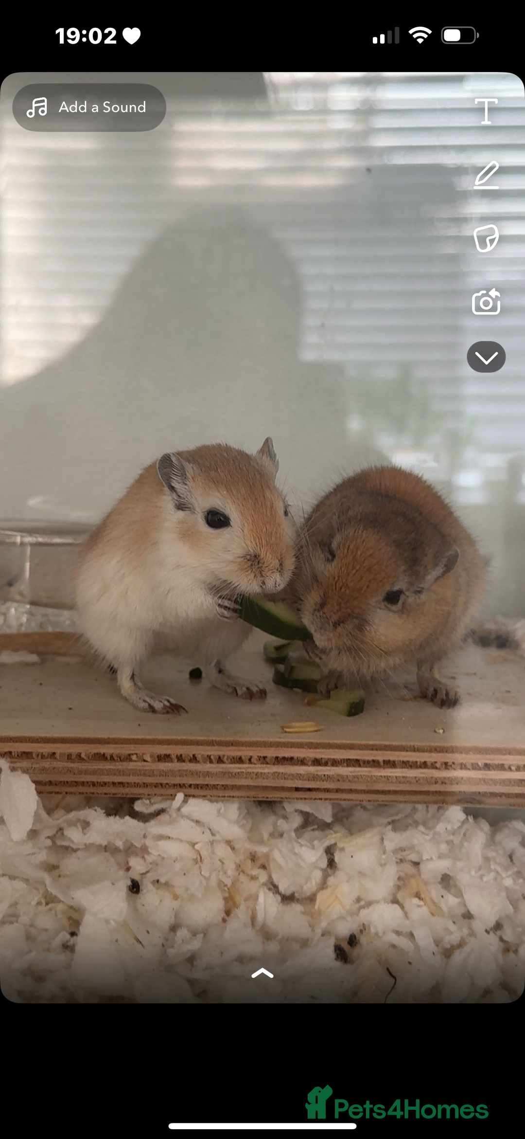 Gerbil rodents for sale: 2 male gerbils  - Image 2
