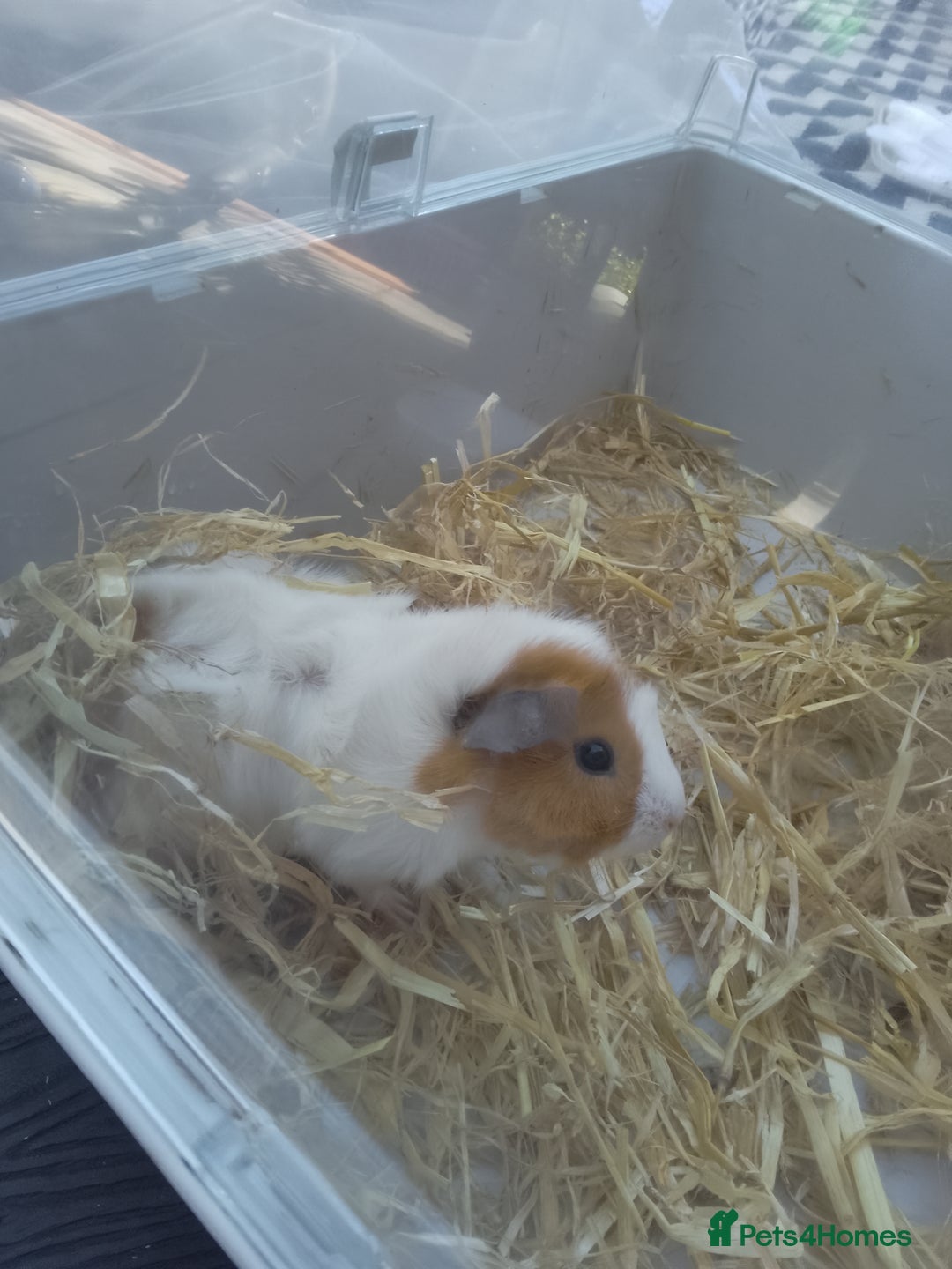 Guinea Pig rodents for sale: 2 female baby guinea pigs  - Image 3