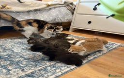 Mixed Breed cats for sale: Long haired fluff balls - Image 9