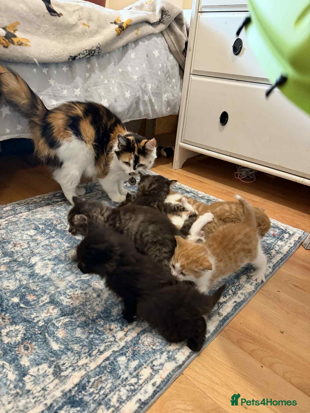 Mixed Breed cats for sale: Long haired fluff balls - Image 9
