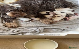 Cockapoo dogs for sale: Amazing fully health tested cockapoos - Image 14