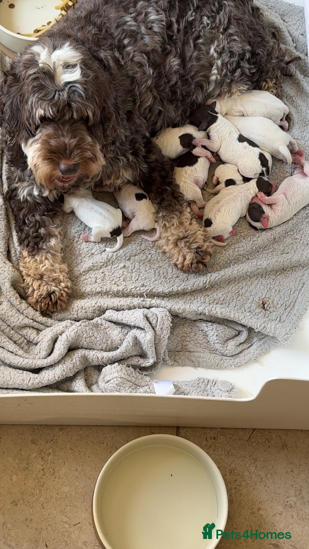 Cockapoo dogs for sale: Amazing fully health tested cockapoos - Image 14