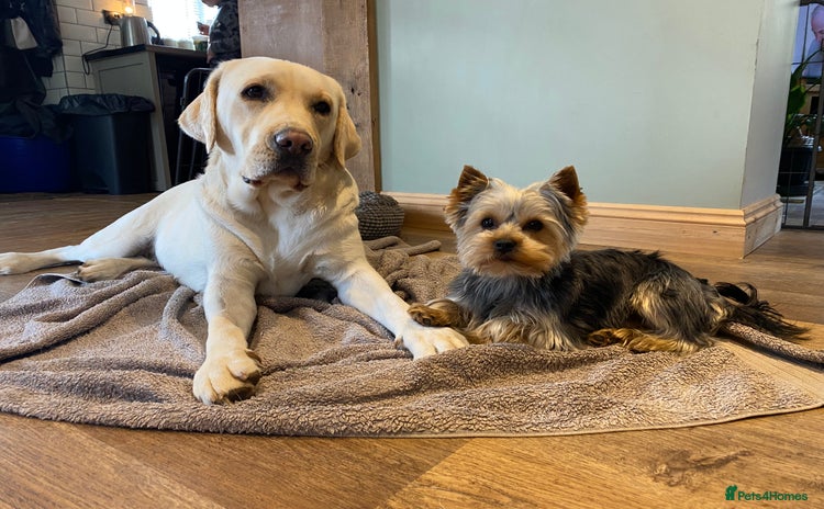 Labrador Retriever dogs KC Registered Labrador  - Advert 4