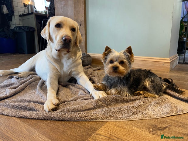 Labrador Retriever dogs KC Registered Labrador - Advert 4