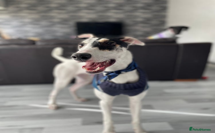 Mixed Breed dogs - Advert 3
