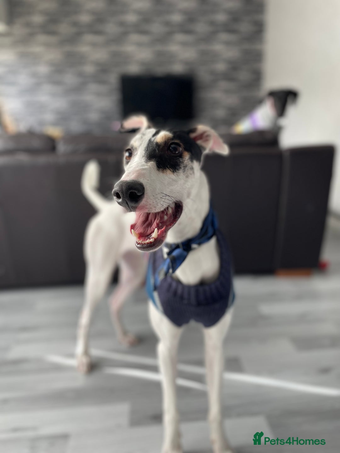 Mixed Breed dogs for sale: Flash  - Image 1