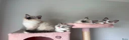 Ragdoll cats for sale: Purebred Ragdolls Ready To Leave  in Bradford - Advert 8
