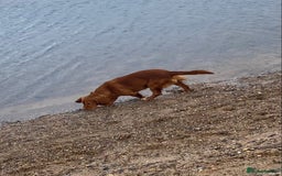 Cocker Spaniel dogs for sale: Cocker Spaniel Girl ‘Ruby’  - Advert 6