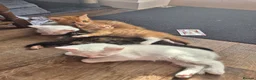 Mixed Breed cats for sale: 6 enjoyable kittens looking for forever home - Advert 9