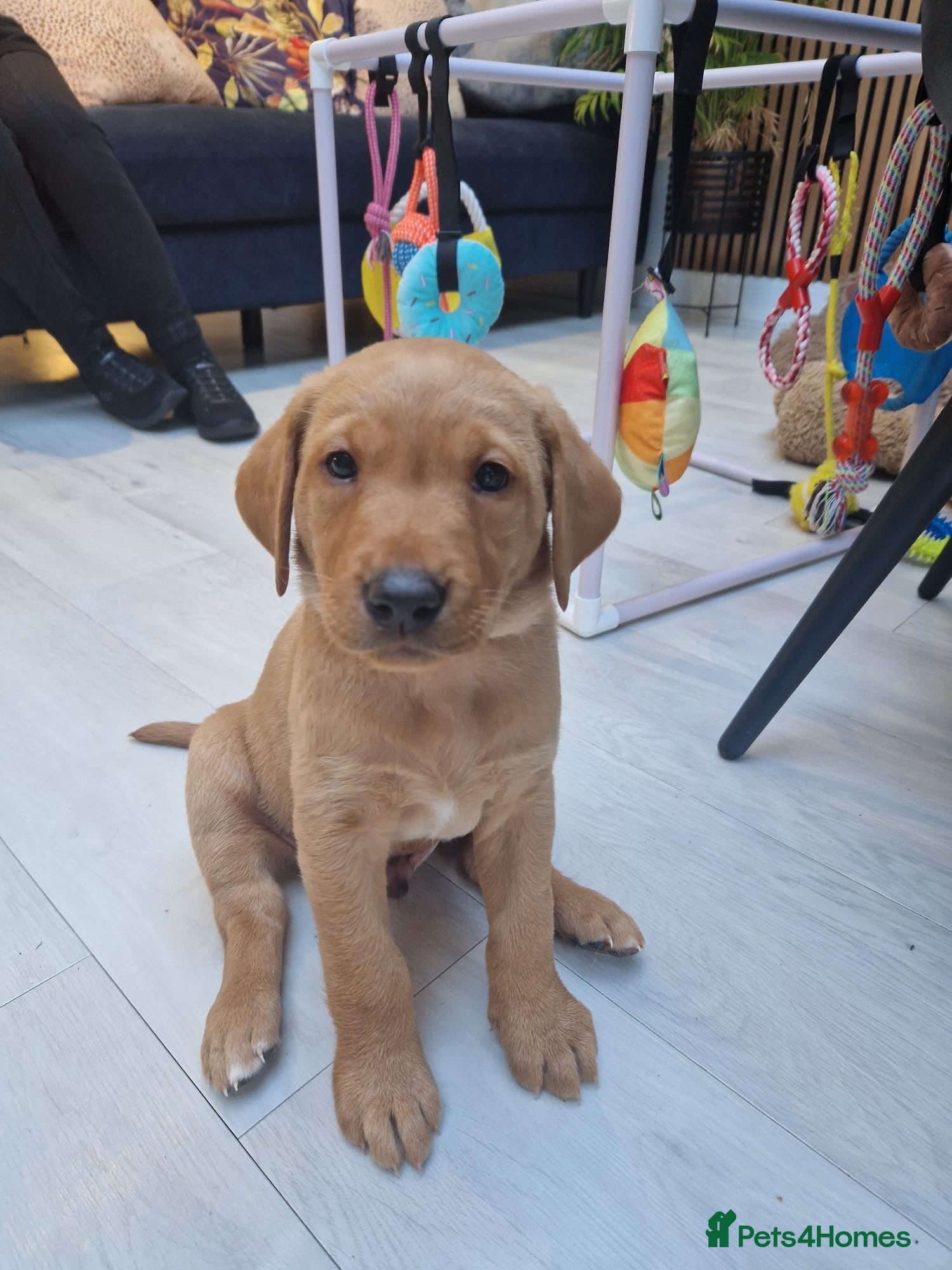 Labrador Retriever dogs 4 stunning fox red Labrador puppies  - Advert 2