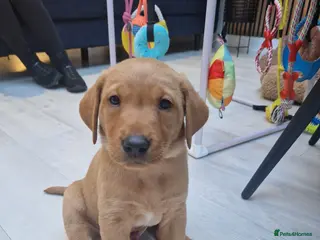 Labrador Retriever dogs 4 stunning fox red Labrador puppies - Advert 2