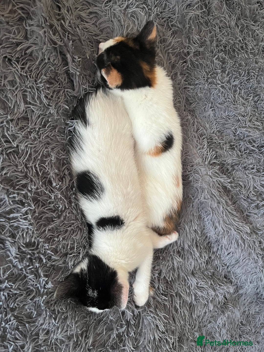 Mixed Breed cats for sale: Two adorable girls - Image 5