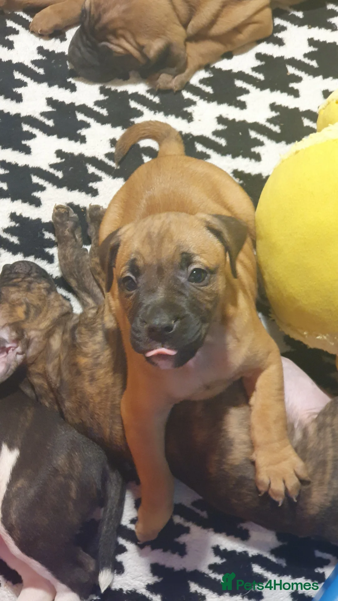 Mixed Breed dogs for sale: Gorgeous staffy x English bulldog puppies - Advert 7