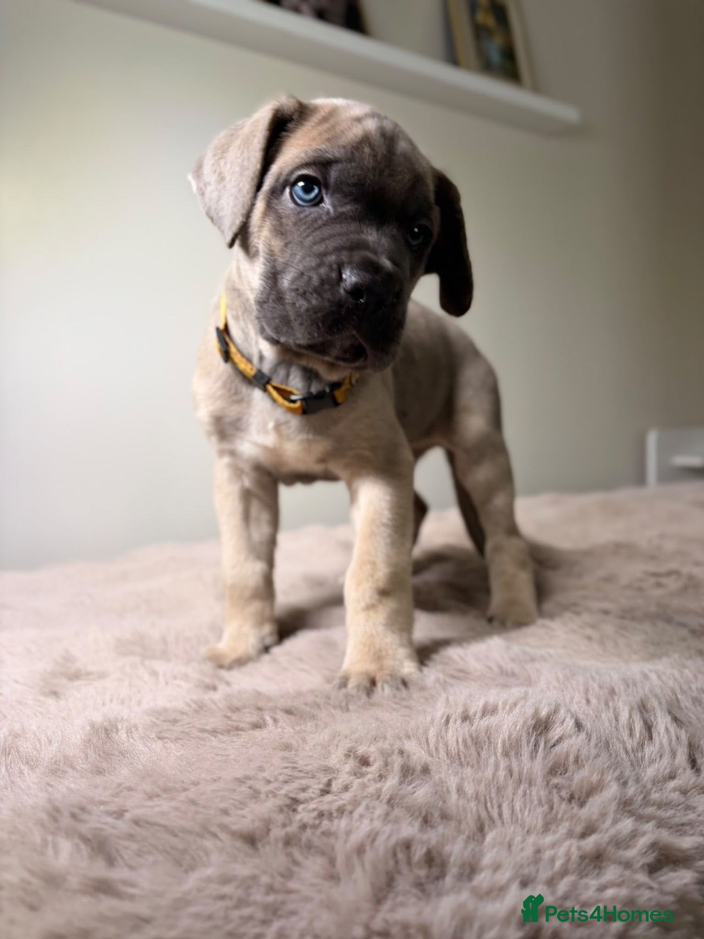 Cane Corso dogs ICCF registered, health tested, formentino pups 🏆 - Advert 6