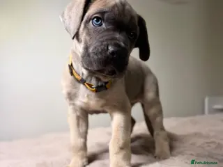 Cane Corso dogs ICCF registered, health tested, formentino pups 🏆 - Advert 6