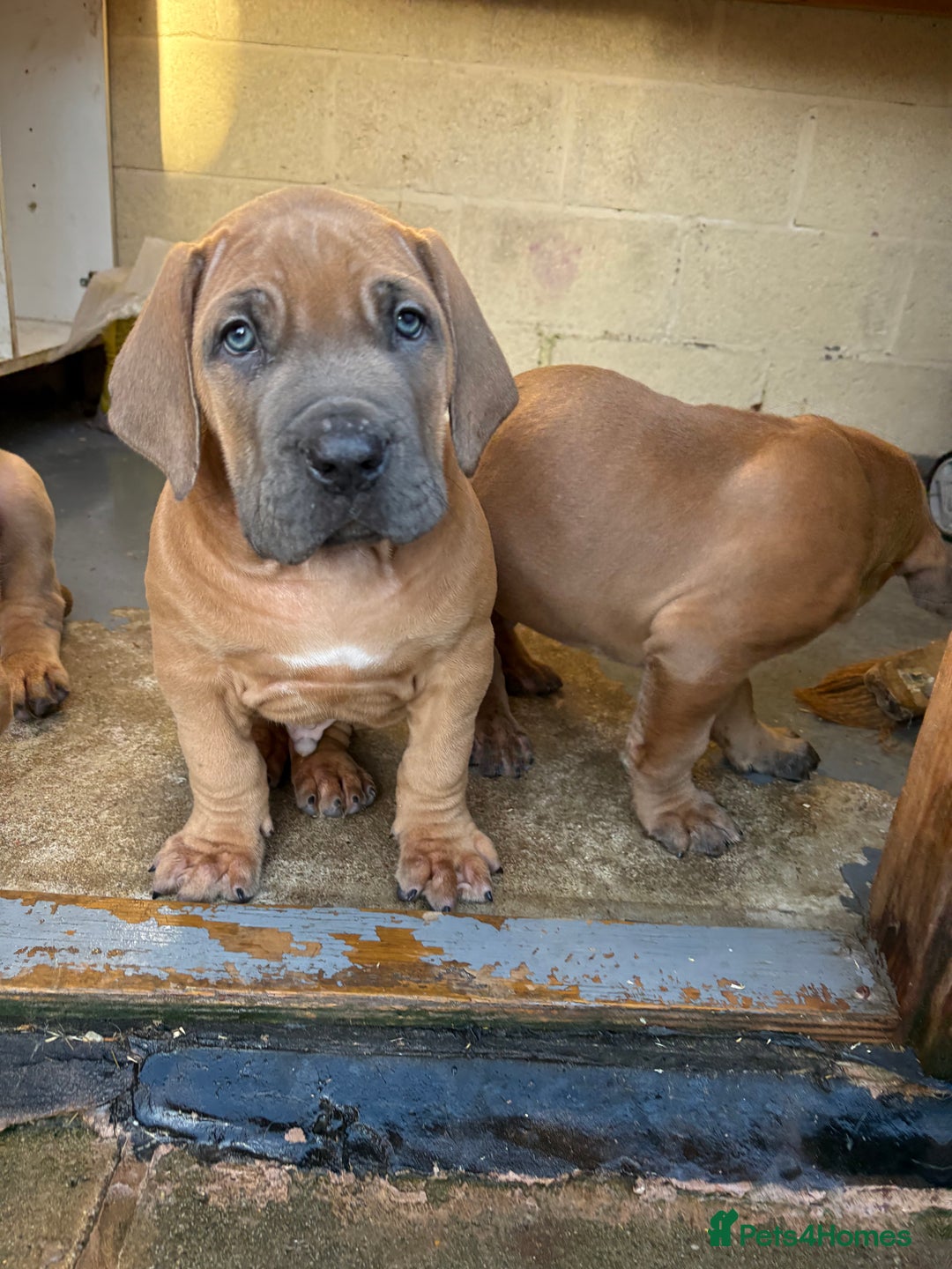 Boerboel dogs for sale: QUALITY NABBR REGISTERED PUPS!  - Advert 35