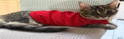 Maine Coon cats for sale: Mainecoone female kitten  in Romford - Advert 2