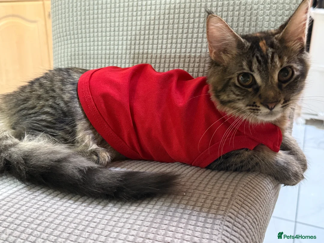 Maine Coon cats for sale: Mainecoone female kitten  in Romford - Advert 2