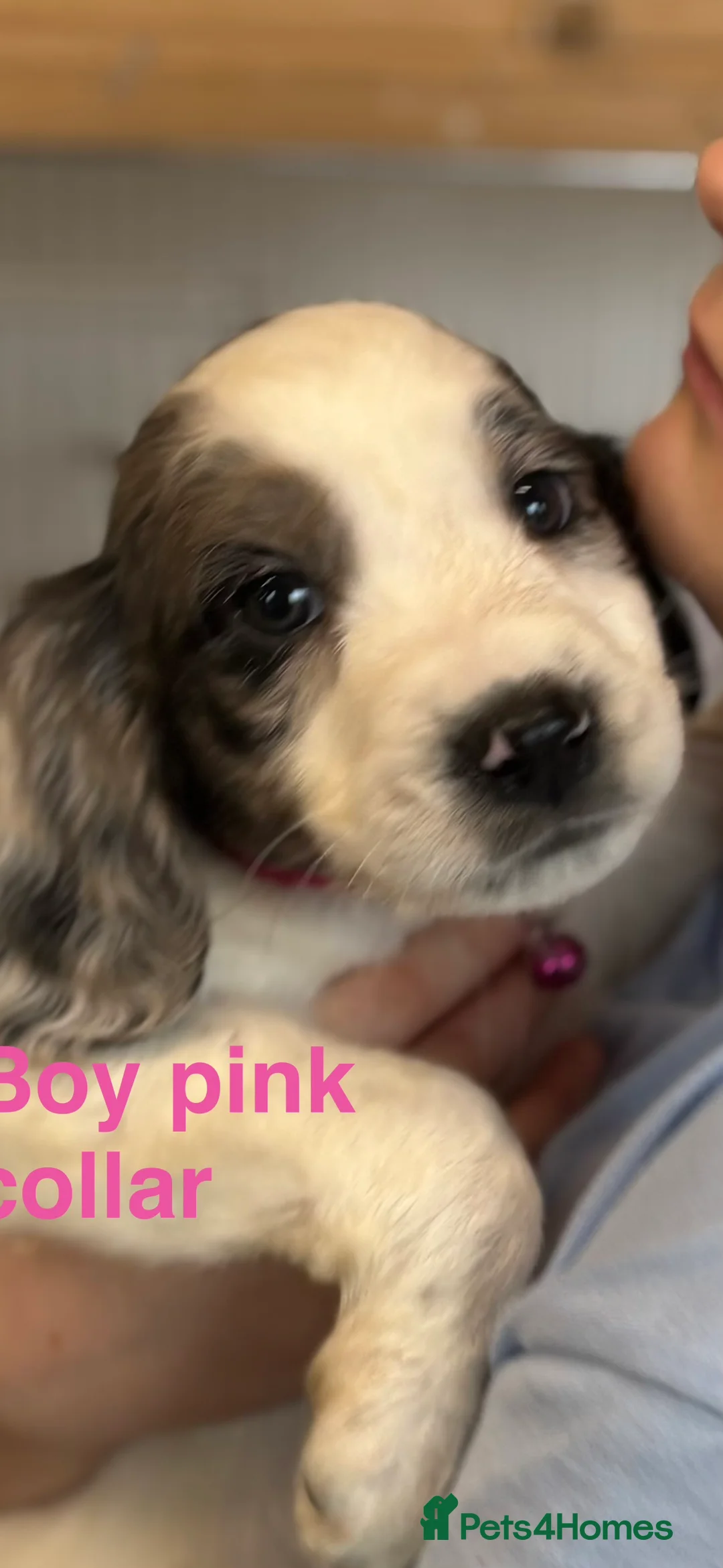 Cocker Spaniel dogs for sale: Cocker Spaniel puppies  - Advert 6