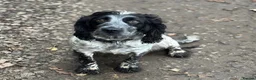 Cockapoo dogs for sale: Adorable Cockapoos’s ready now - Advert 4