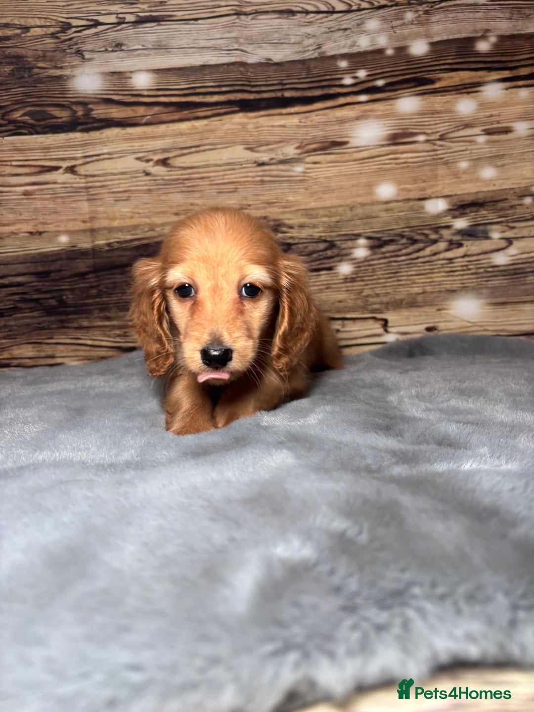 Miniature Dachshund dogs for sale: miniature long coat dachshunds - Advert 21
