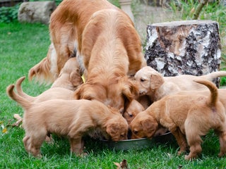 Golden Retriever dogs - Advert 10