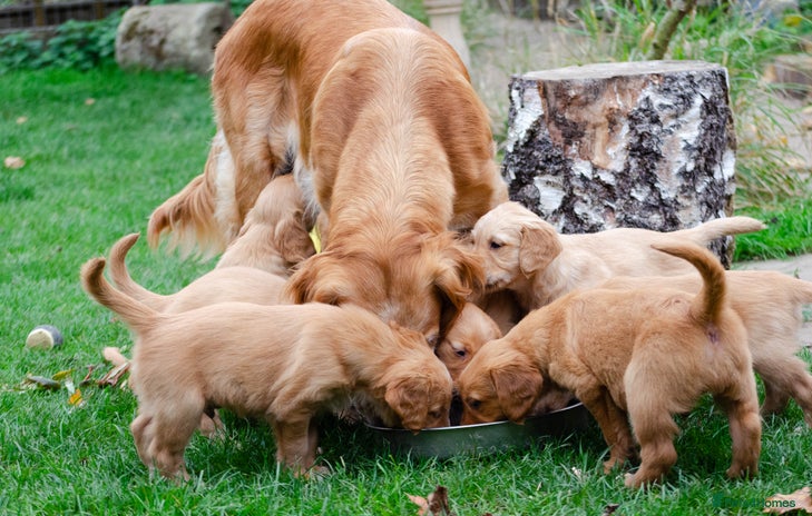 Golden Retriever dogs - Advert 16