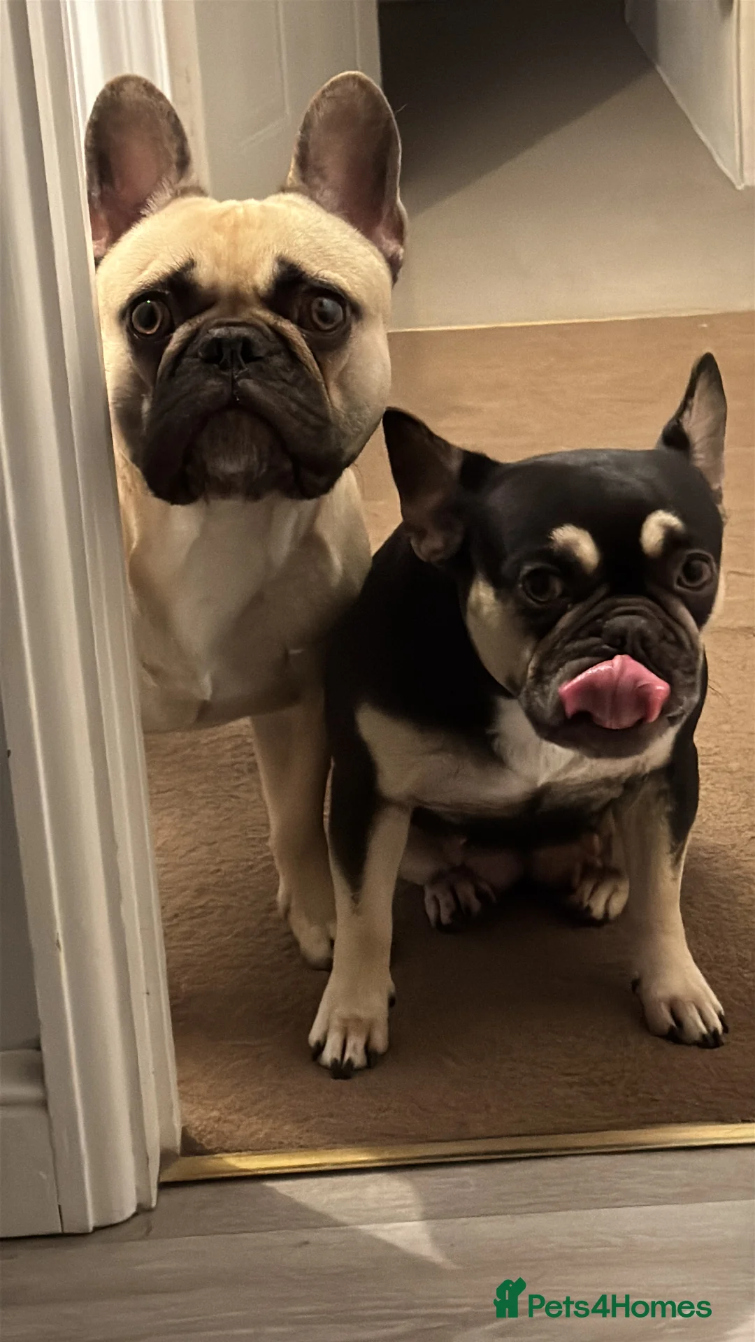 French Bulldog dogs for sale: Looking for forever home - Advert 9
