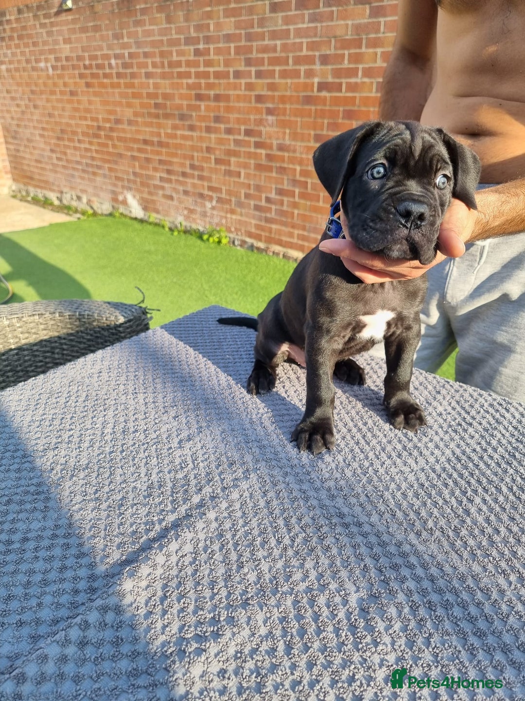 Cane Corso dogs for sale: Champion-Bloodline Cane Corso Puppies  - Image 15