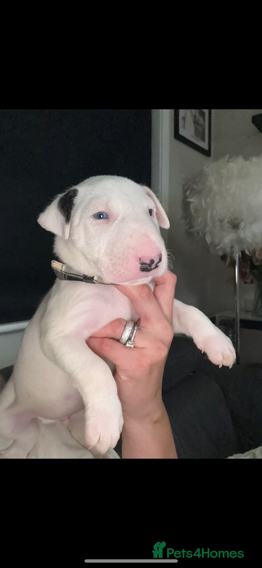 English Bull Terrier dogs for sale: ⭐️Ready Now ⭐️KC Champion EBT Pups ⭐️ - Advert 22