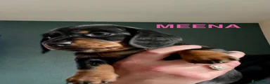 Meena
