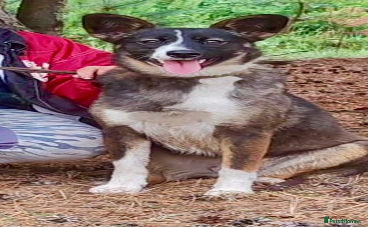 Border Collie dogs - Advert 1