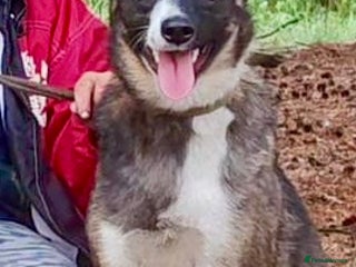 Border Collie dogs - Advert 2