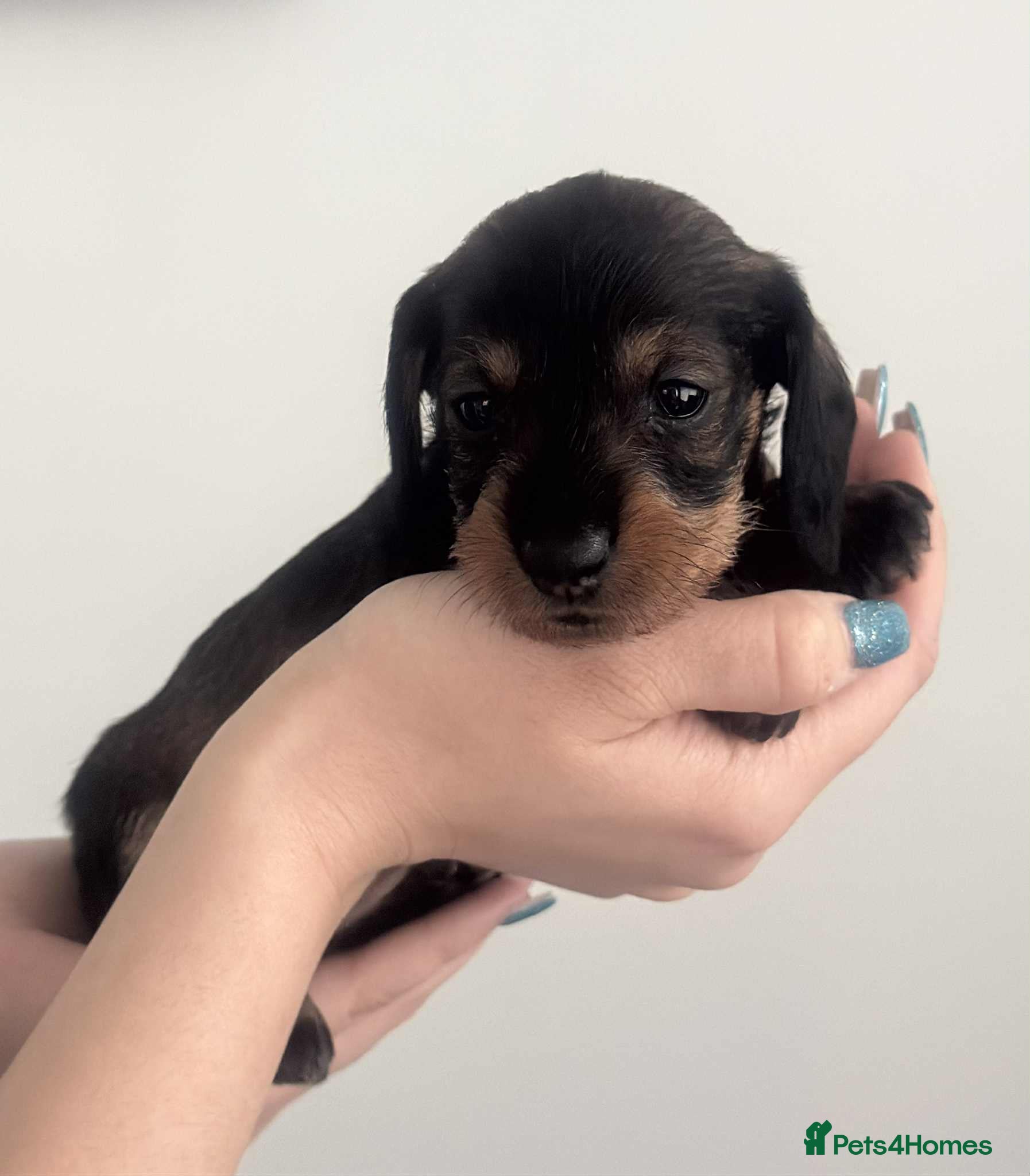 Miniature Dachshund dogs Wire haired puppies! Boys and girls - Advert 1