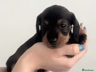 Miniature Dachshund dogs Wire haired puppies! Boys and girls - Advert 1