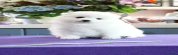 Japanese Spitz dogs for sale: Adorable Japanese Spitz male puppie - Advert 7