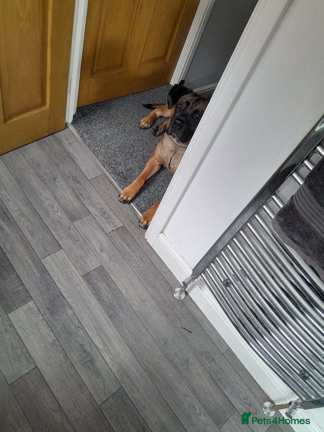 Presa Canario dogs for sale: 2 year old Presa Canario (Male) - Image 6