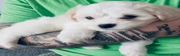 Maltese dogs for sale: Bichon Maltese puppies 🐶  in Northampton - Advert 5