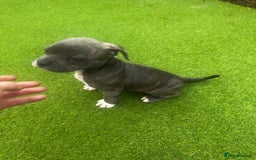 Mixed Breed dogs for sale: Staffordshire bull terrier x French bulldog Merle  - Image 6