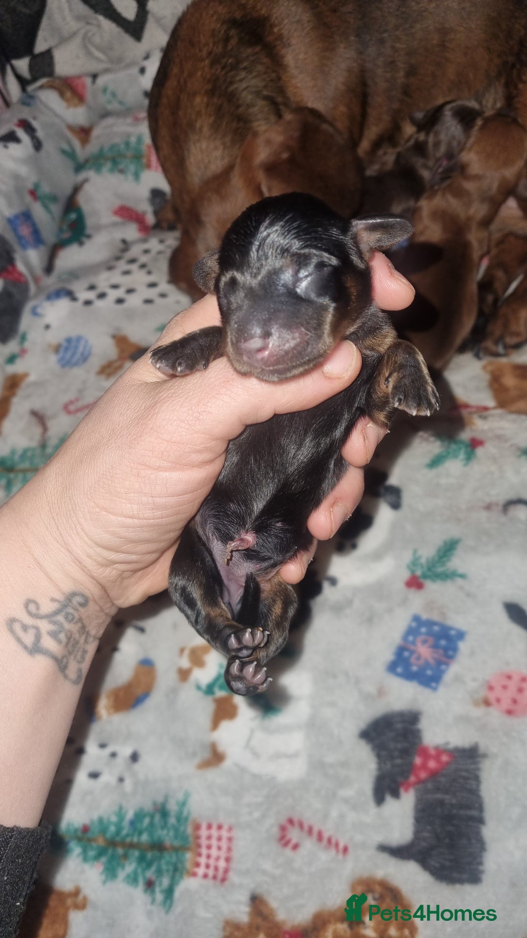 Miniature Dachshund dogs for sale: Beautiful Minature kinachen dachshunds  - Advert 6