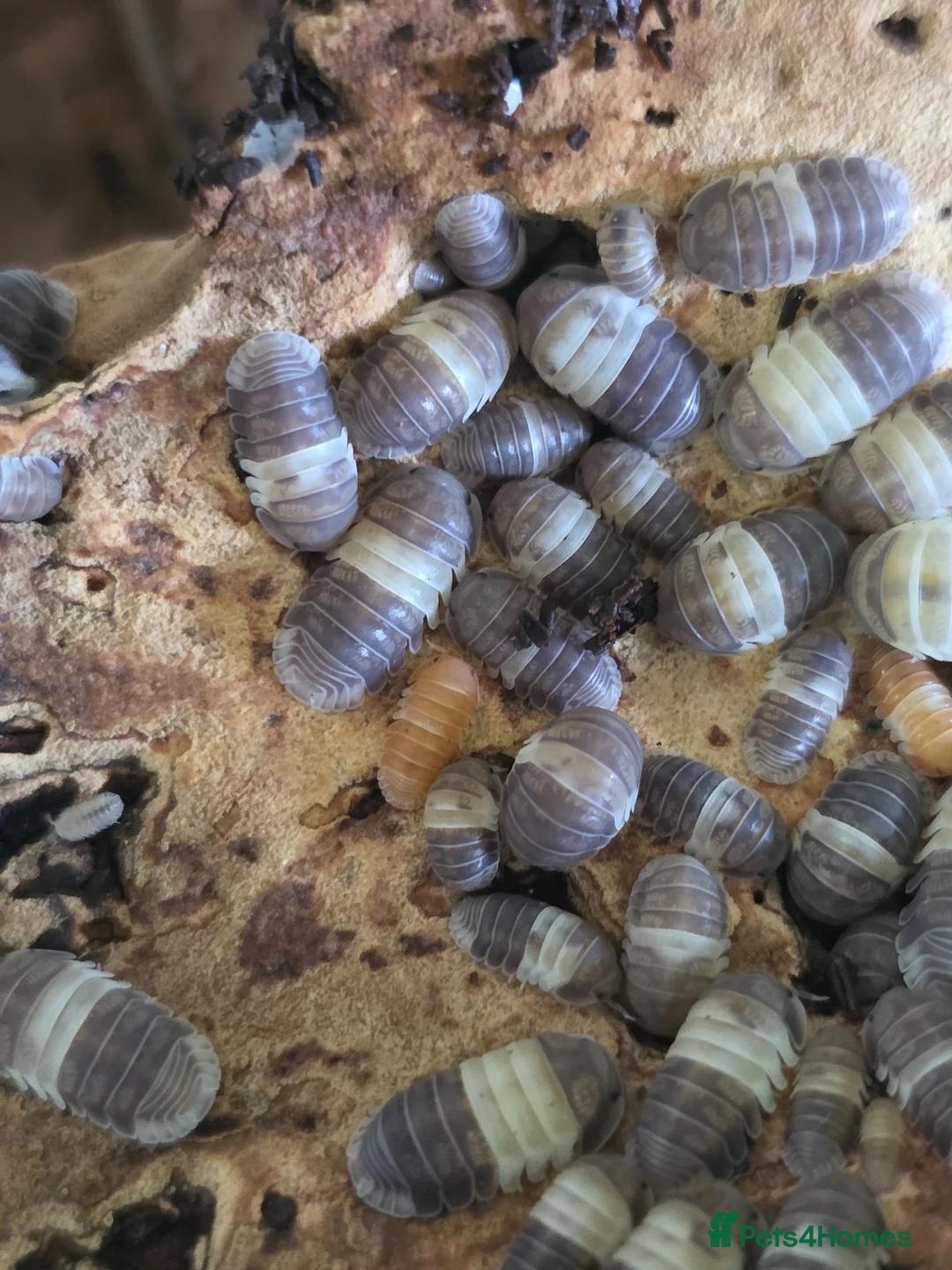 Isopods invertebrates for sale: PANDA KING ISOPODS  in Nuneaton - Advert 2