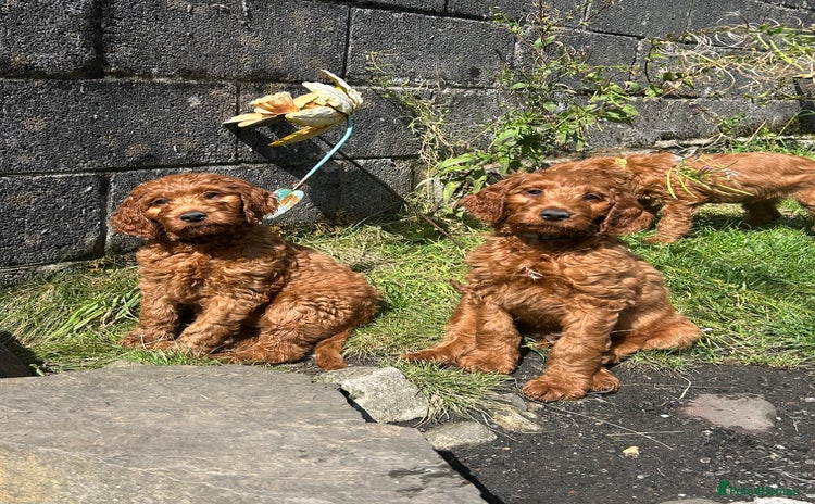 Irish Doodle dogs - Advert 4